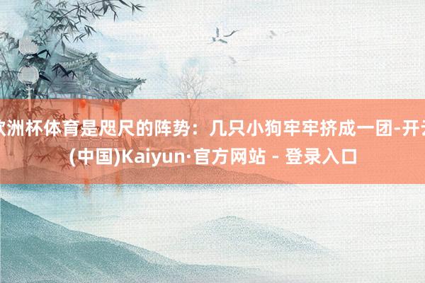   欧洲杯体育是咫尺的阵势：几只小狗牢牢挤成一团-开云(中国)Kaiyun·官方网站 - 登录入口
